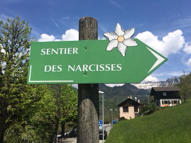 Narcissus path