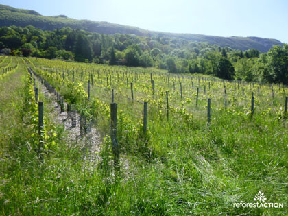 photo du secteur du projet de reforestation de CENTURY 21 Mont-Blanc Invest